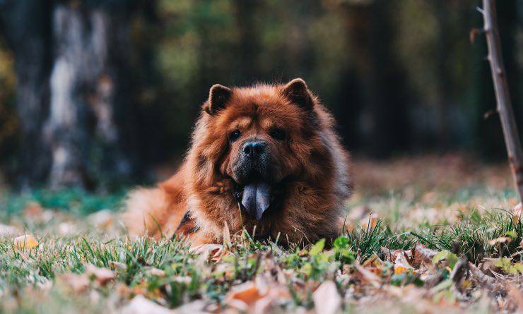 Cane Chow chow