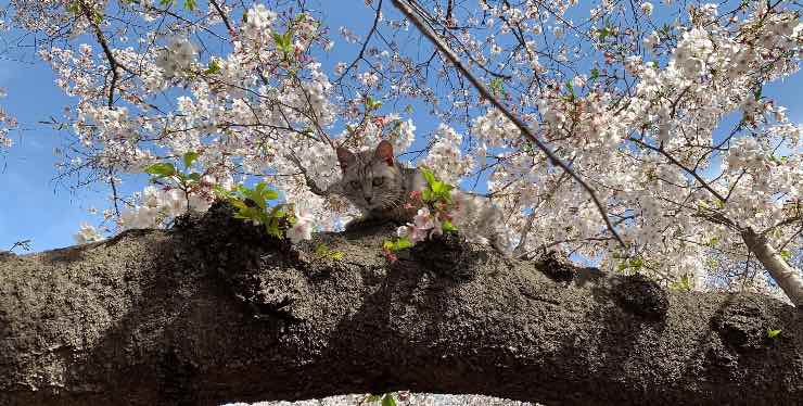 Gatto su albero di ciliegio