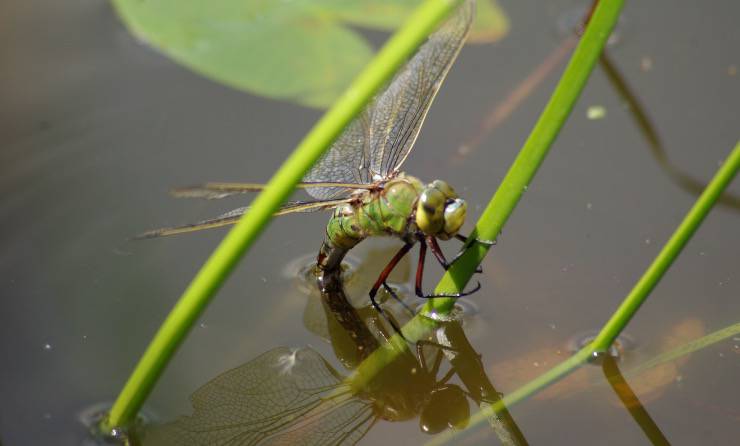 Libellula in uno stagno