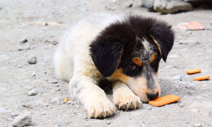 Cane che annusa un biscotto