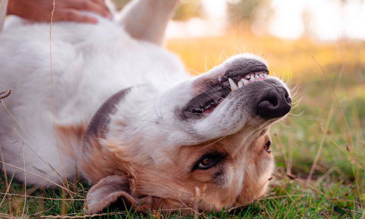 Cane che ringhia durante il gioco