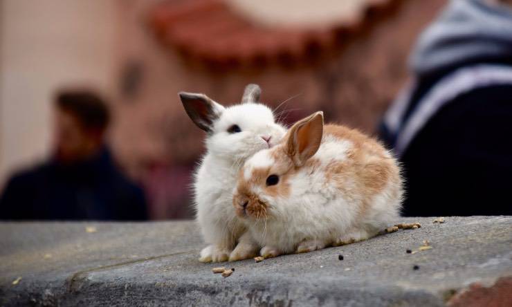 Coppia di conigli nano