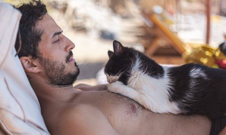 Gatto sdraiato su pancia di uomo