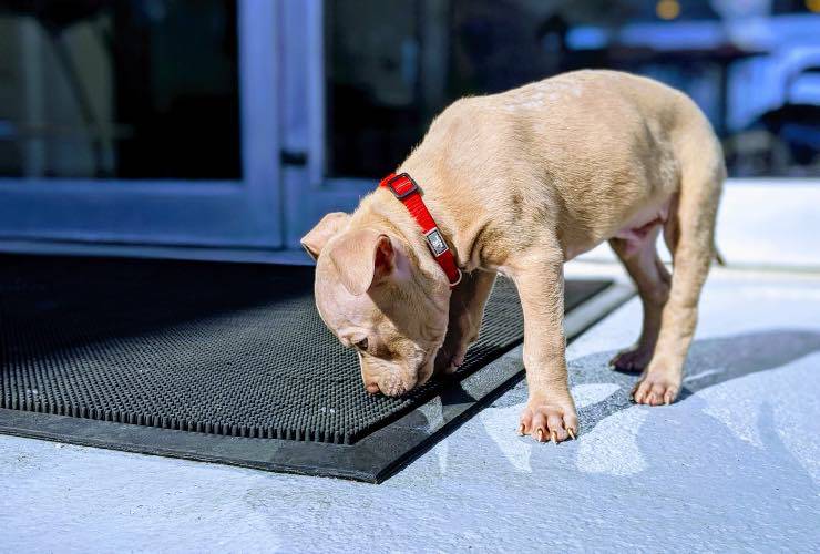 Cane che annusa per terra