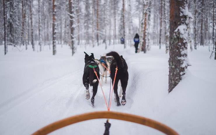 Cani che trainano slitta