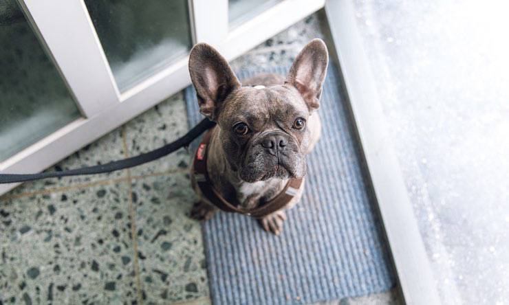 Cane davanti alla porta di casa 