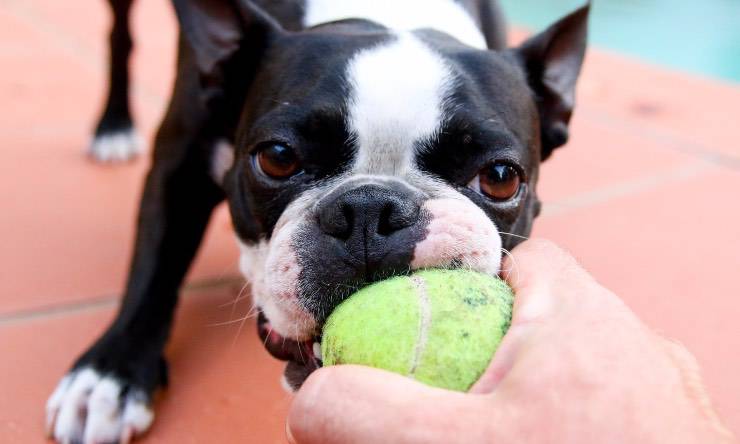 Cane che morde pallina da tennis