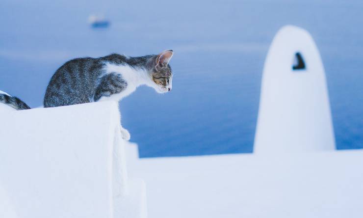 gatto che sta per saltare