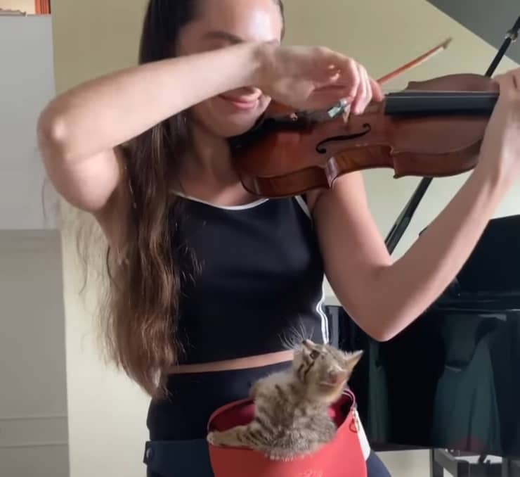 Violinista fa addormentare il gatto con la sua musica