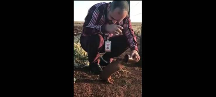 L'armadillo che ha sete (Foto video)