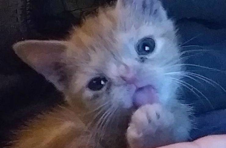 Il dolce gattino (Foto Instagram)