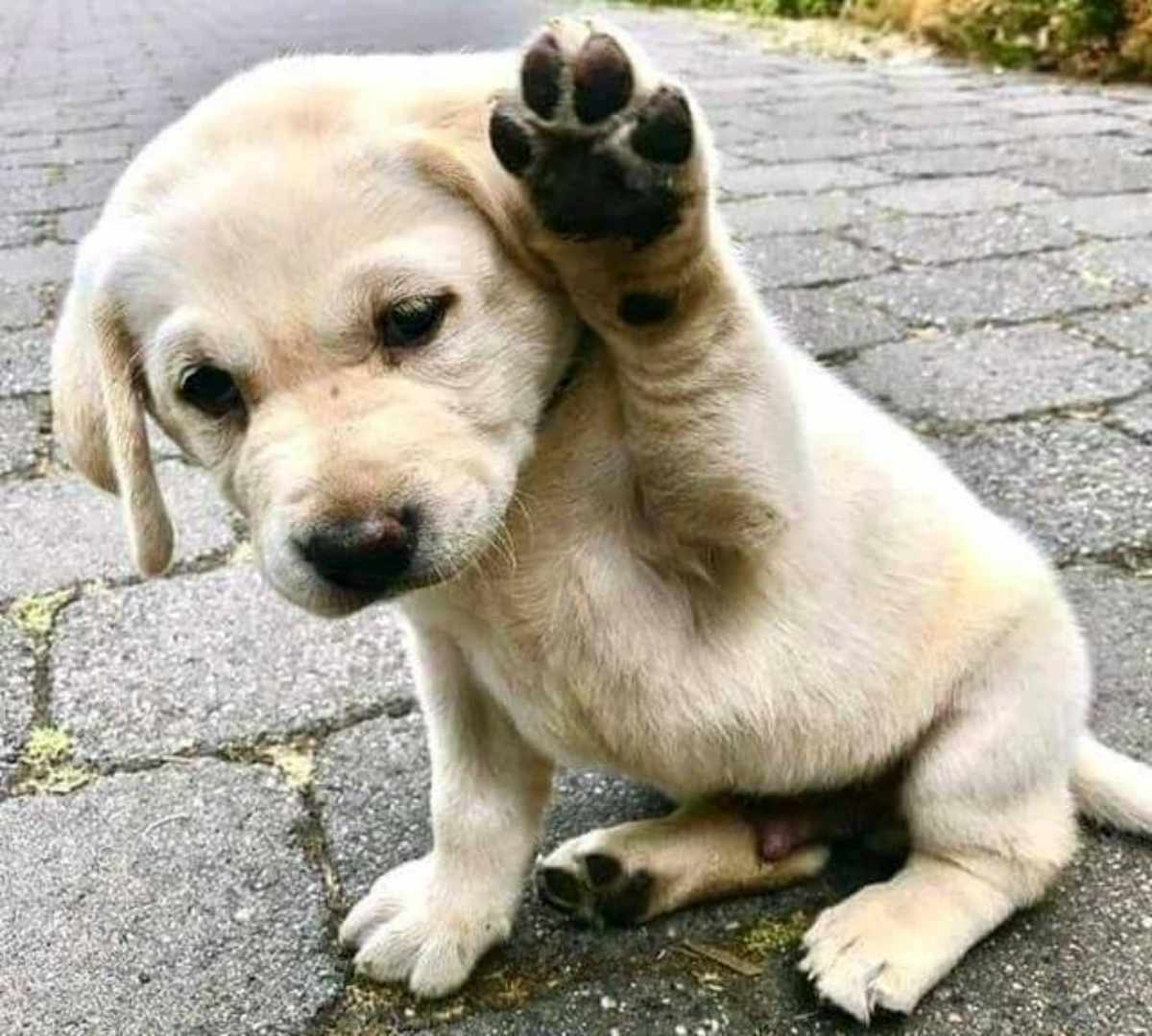 Perchè il cane alza la zampa anteriore e quando c'è da preoccuparsi