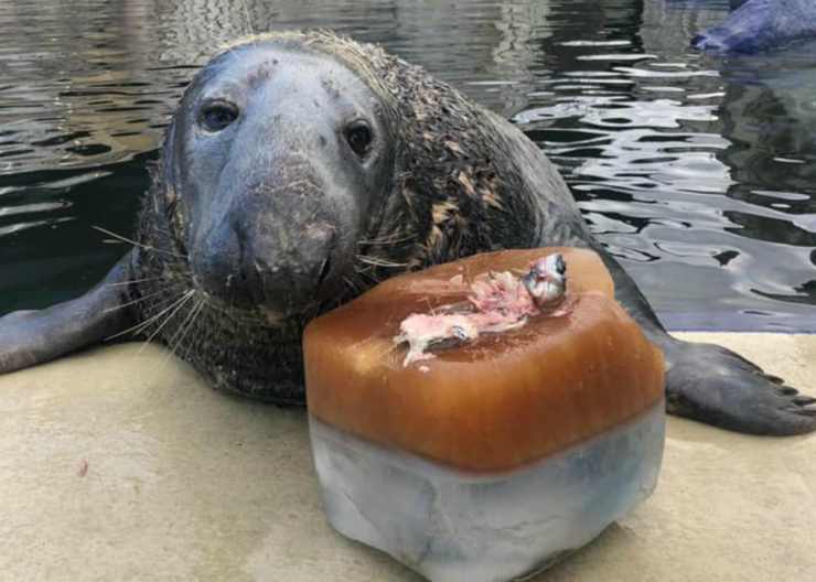 La foca emozionata (Foto Facebook)