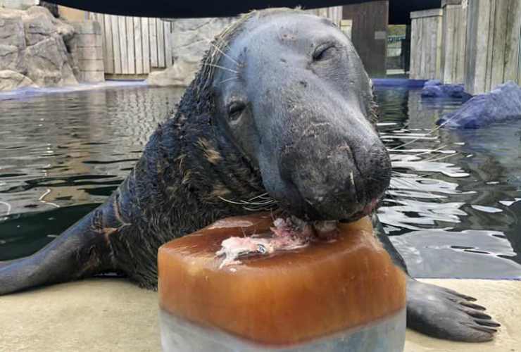 La foca che gusta la torta (Foto Facebook)