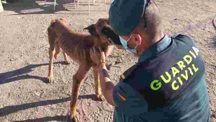 Il cane salvato dalla guardia civile (Foto Facebook)