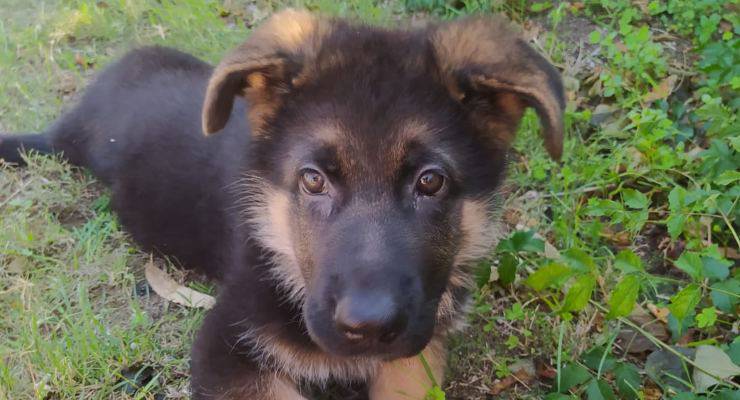 cane mario disabile