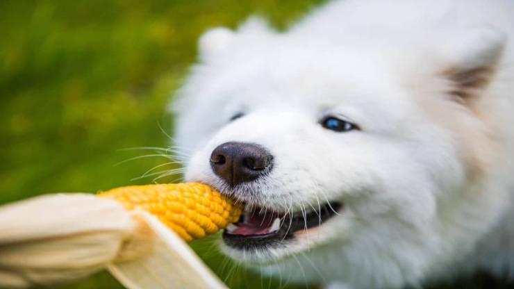 Il cane può mangiare mais?