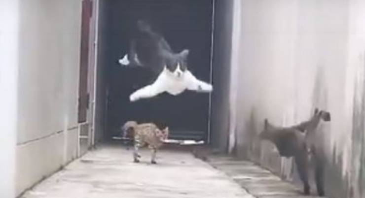 gatto volo