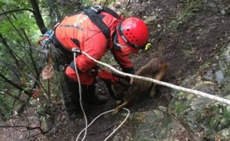 cane vigili del fuoco dirupo