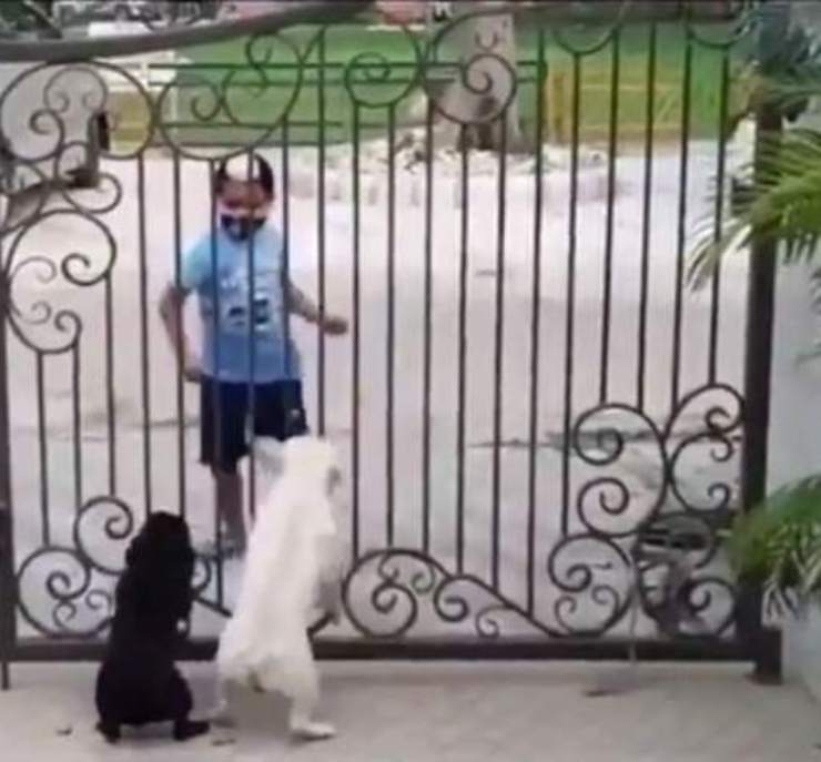 due cani cancello