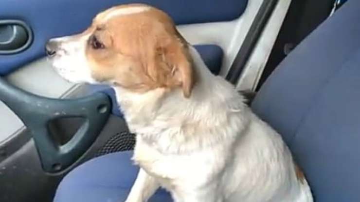 Cane nell'auto (Foto video)