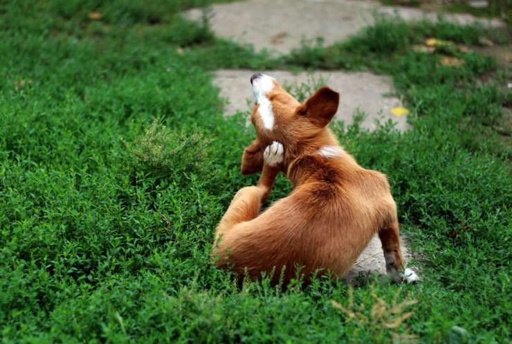 cane gratta prurito