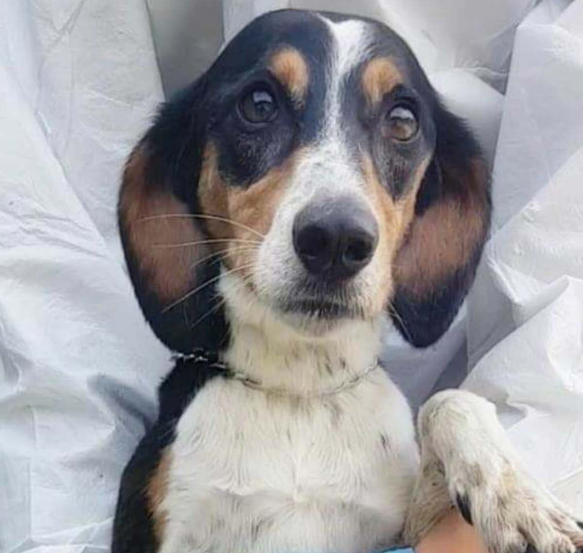 Cane salva la vita del padrone colpito da ictus, Bobby finisce in canile