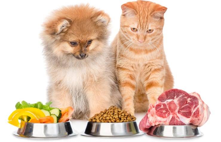 Alimentazione cani e gatti