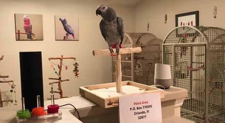 Il pappagallo Rocco (Foto video)