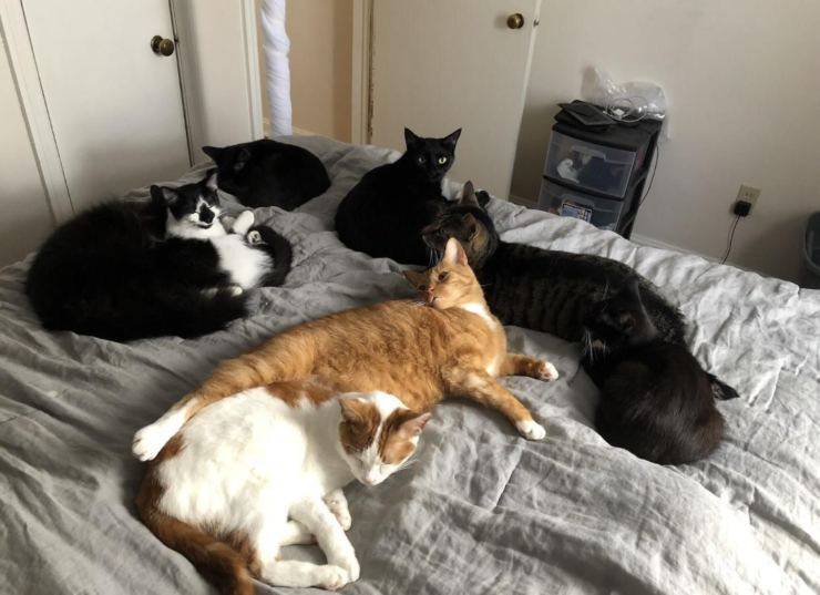 tanti gatti casa letto