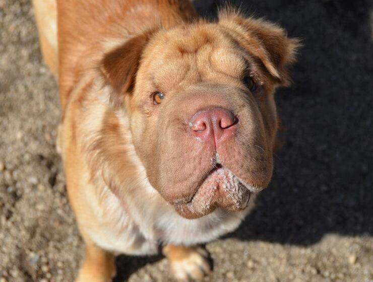 cocker pei