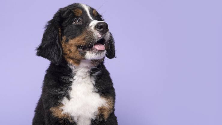 Cane che ha fiducia in sè stesso