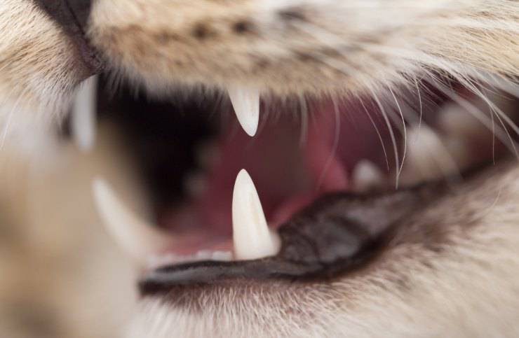 Mal di denti nel gatto