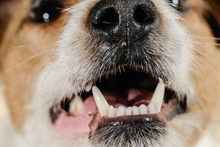 Dente rotto nel cane