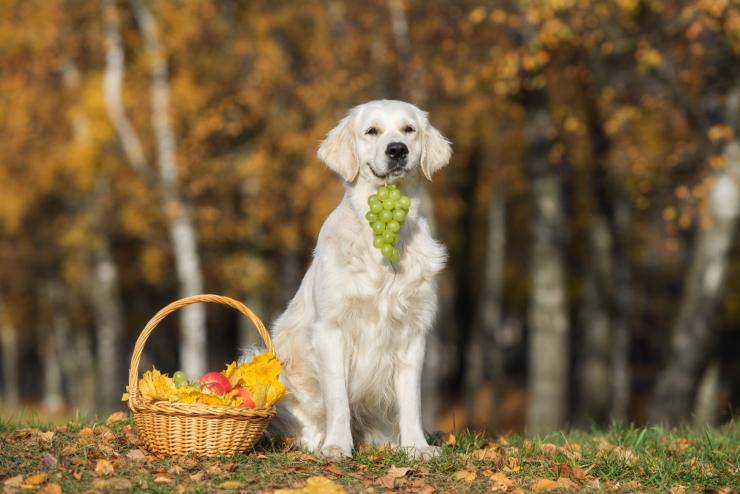 Il cane ha mangiato l'uva