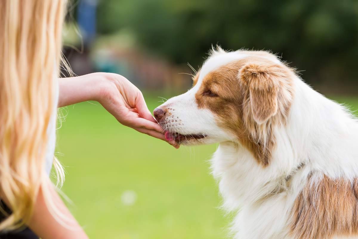 Il cane mangia solo dalla mano come cambiare questa abitudine