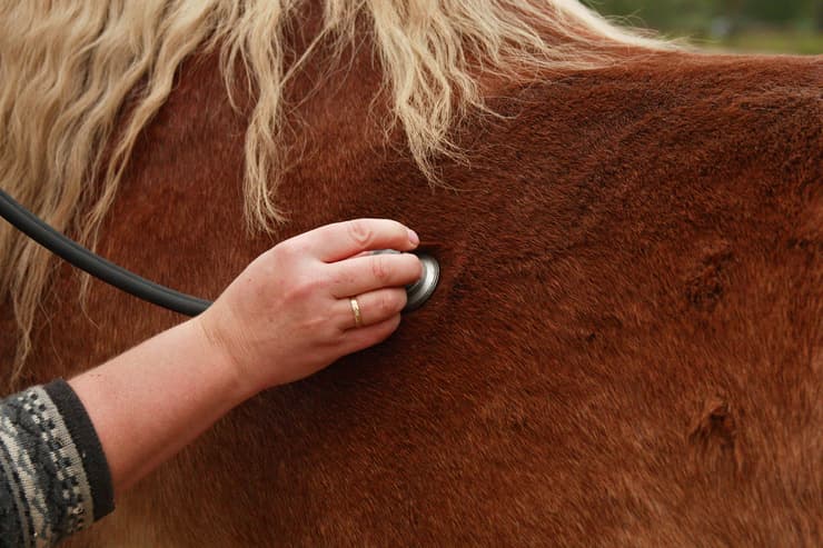 A visita dal veterinario (Foto Adobe Stock)