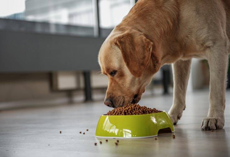 Il cane toglie il cibo dalla ciotola