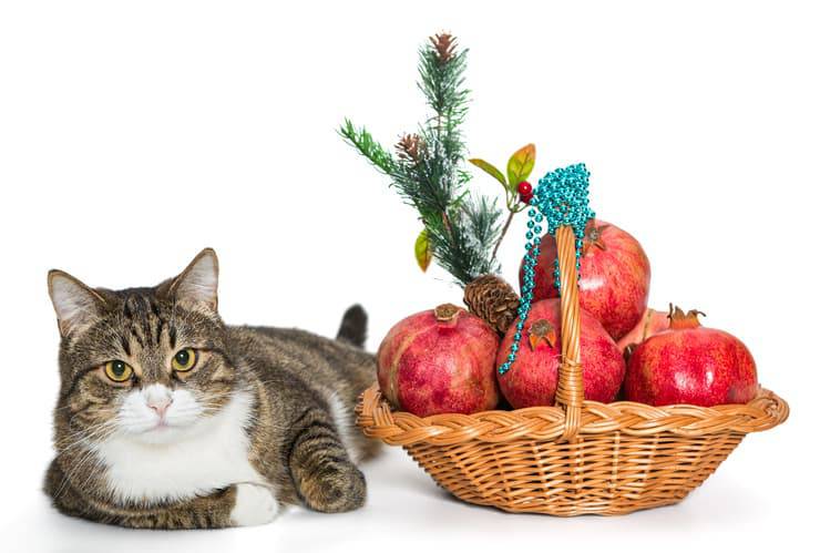 Il gatto può mangiare il melograno? (Foto Adobe Stock)