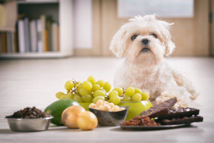 Il cane ha mangiato l'uva