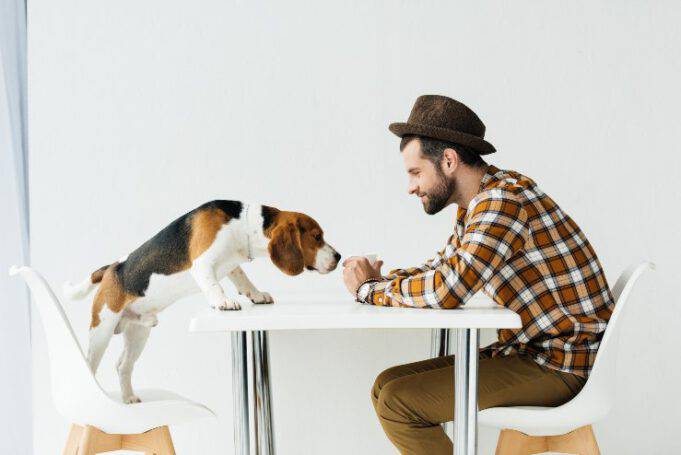 Dopo Quanto Tempo Il Cane Sceglie Il Padrone