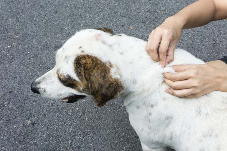 Il cane ha i pidocchi