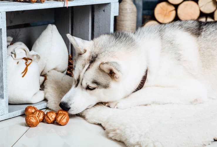 Il cane può mangiare le noci? (Foto Adobe Stock)