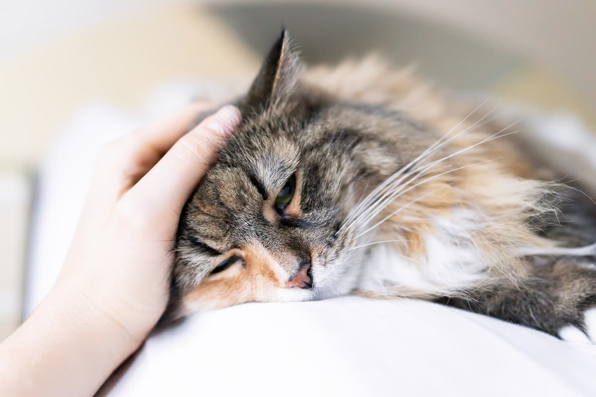 disturbi intestinali del gatto (Foto Adobe Stock)