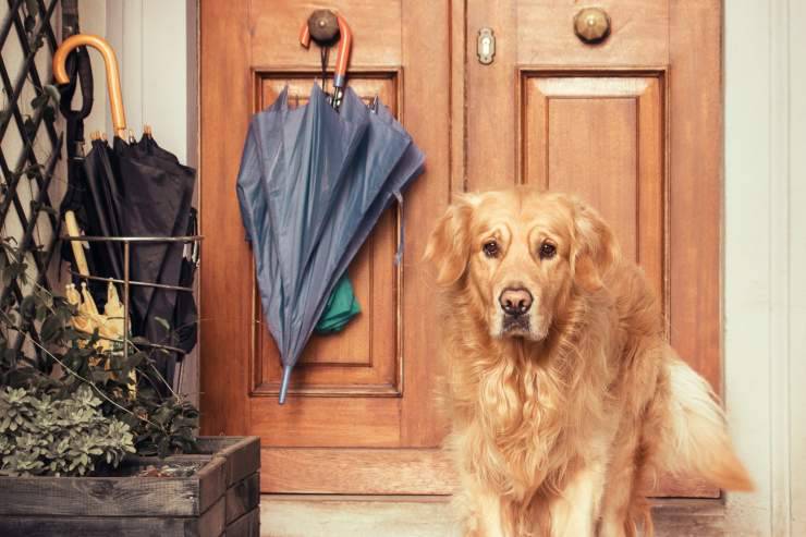 Il cane apre le porte