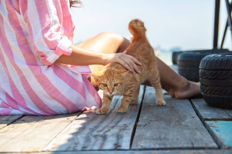 Il gatto muove il sedere