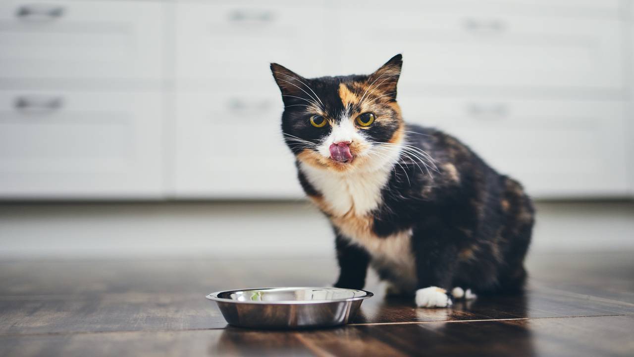 Il gatto può mangiare frutta secca? (Foto Adobe Stock)