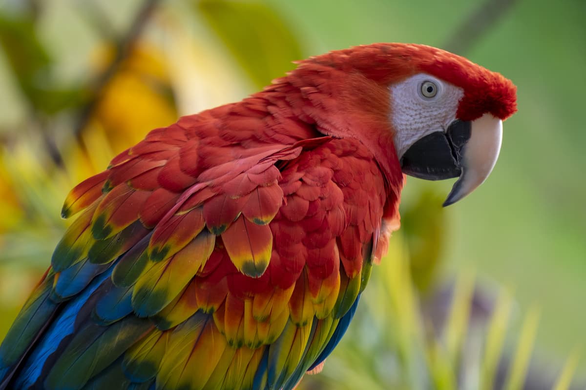 Animali esotici che si possono tenere in casa: cosa stabilisce la legge