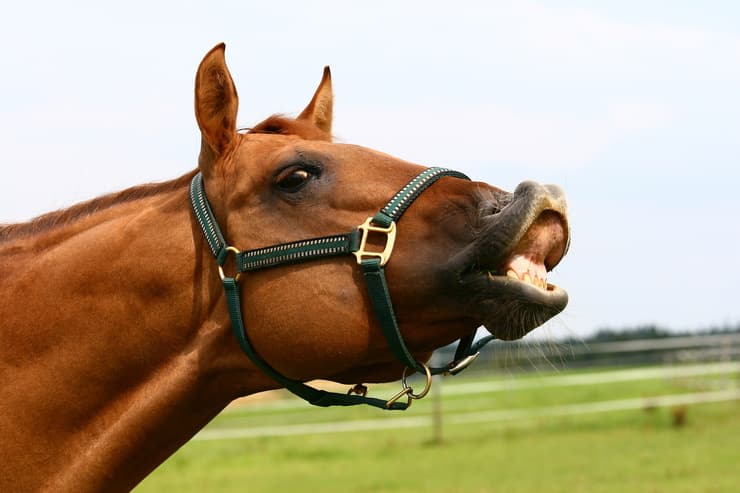 Flehmen cavallo (Foto Adobe Stock)