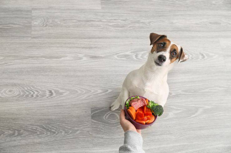 Ricette per cani: risotto alle verdure